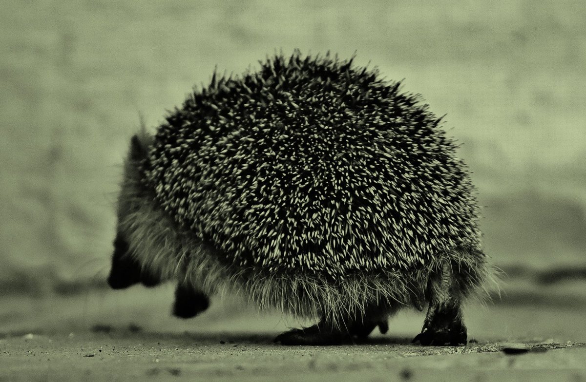 Tierarztpraxis Klotzenhof — Angelica Fritsch