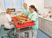 Tierärztliche Fachpraxis Dr. med. vet. Tanja Schlegel