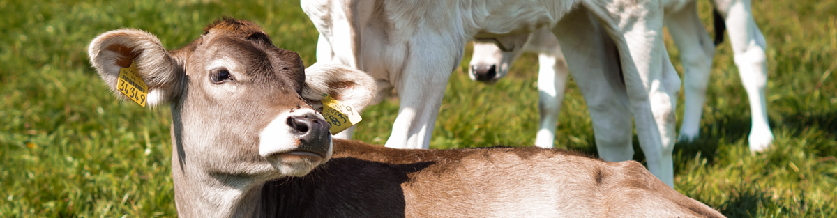 Tierärztliche Gemeinschaftspraxis Dr. Uwe Bockius, Dirk Ewert
