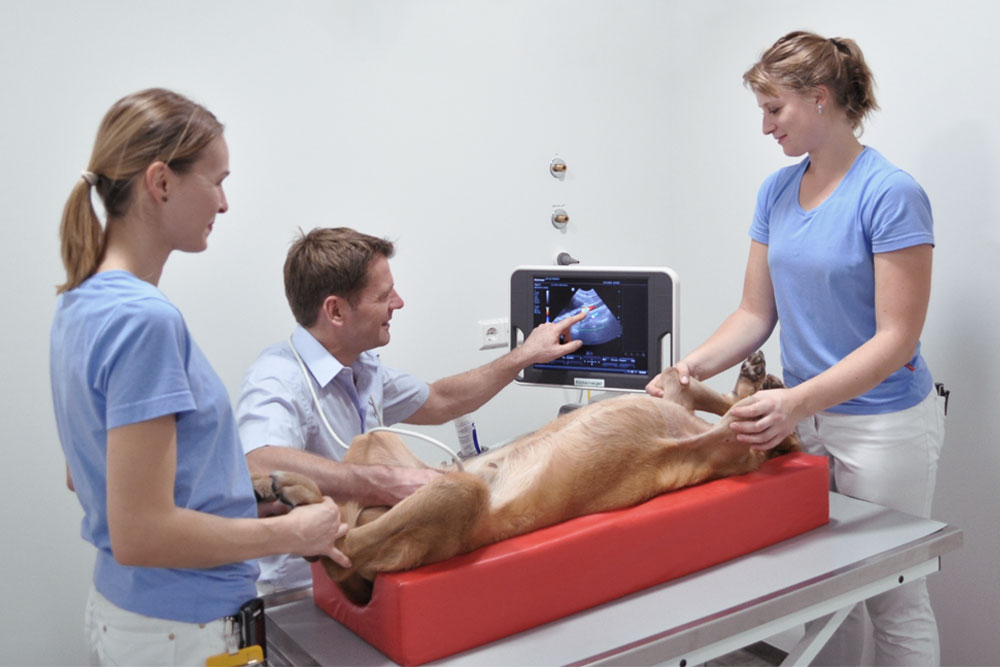 Fachtierärztliches Zentrum für Kleintiere - Dr. Morich