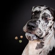 Dr.med.vet. Roland Erath Tierklinik