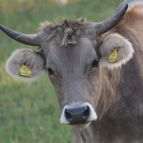 Tierärztliche Gemeinschaftspraxis in Oberschwaben