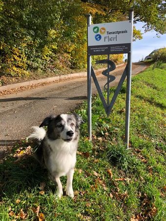 Tierarztpraxis für Groß- und Kleintiere Dr. Wolf Rensmeyer