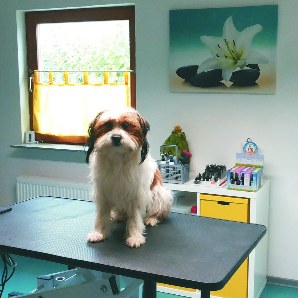 Dr.med.vet. Päivi Steinborn Tierarzt