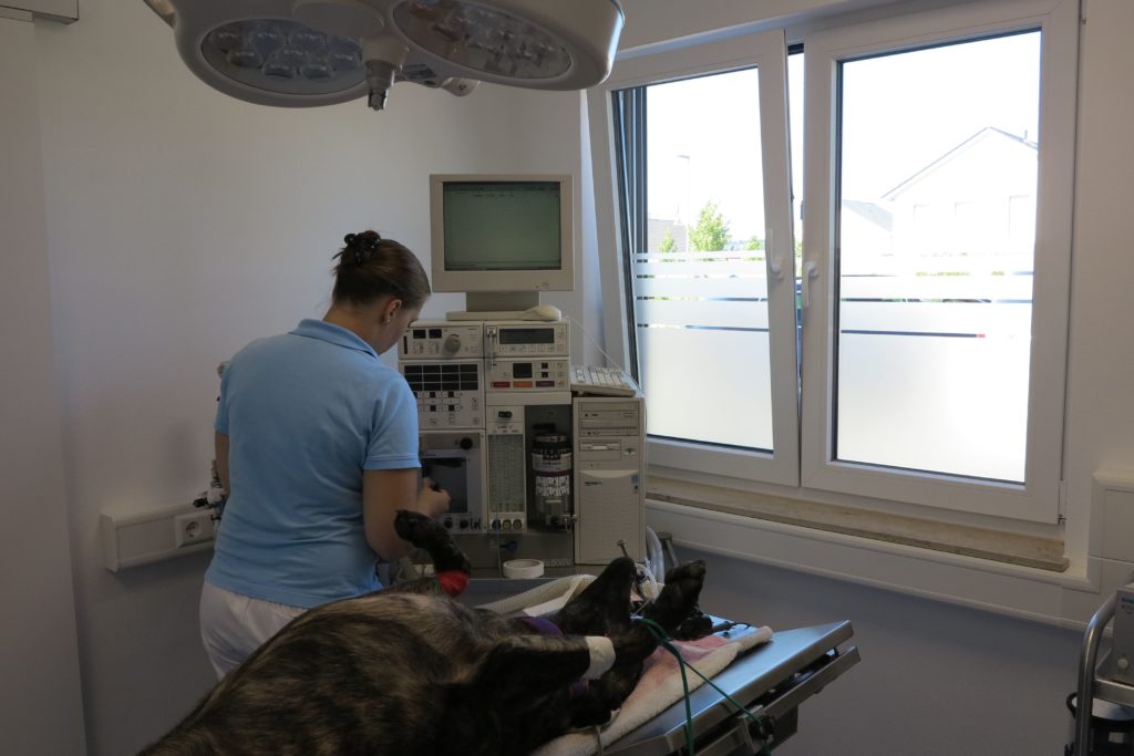 Tierarzt-Praxis Dr. Andreas Kirsch Tiergesundheitszentrum Obere Hard
