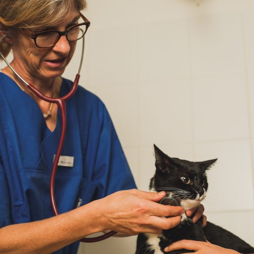 Dr.med.vet. Dörthe Bretzinger Tierärztin