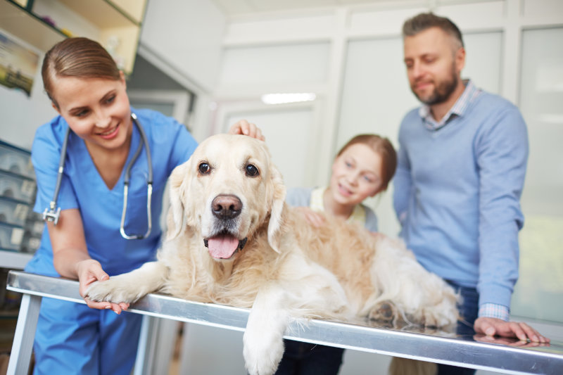 Tierzentrum Tierärzte GmbH Pferdepraxis + Kleintiere + Nutztiere