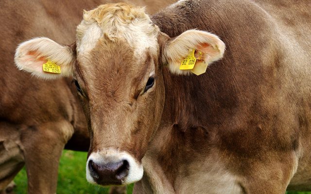 Viehdoktor Zürcher Unterland AG