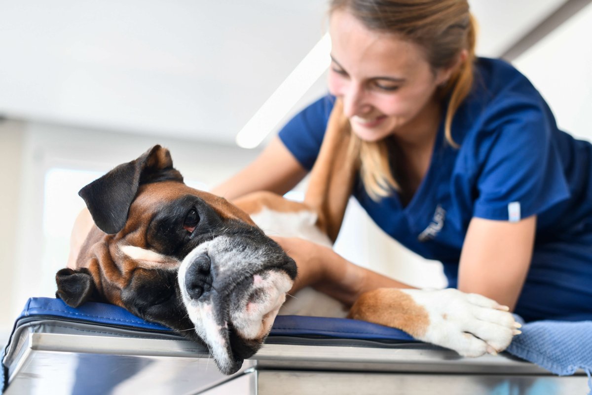 Zentrum für Tiermedizin Klettgau