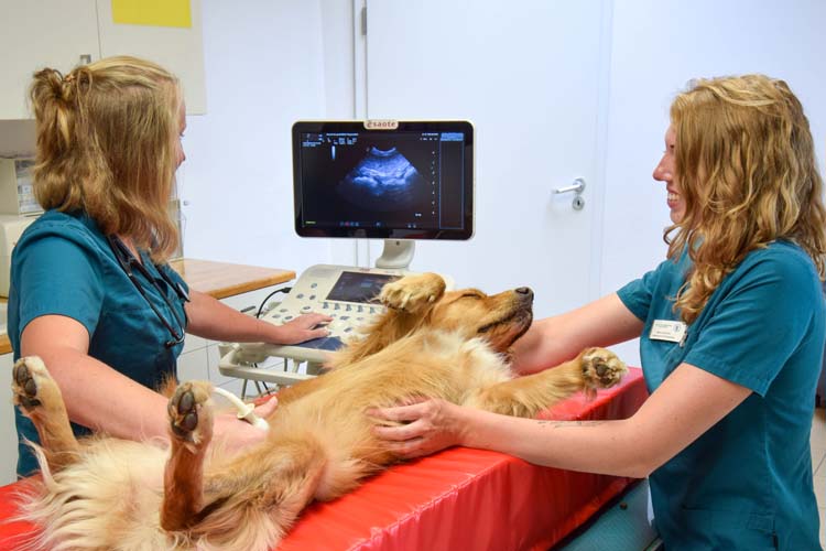 Zentrum für Tiergesundheit, Tierarztpraxis