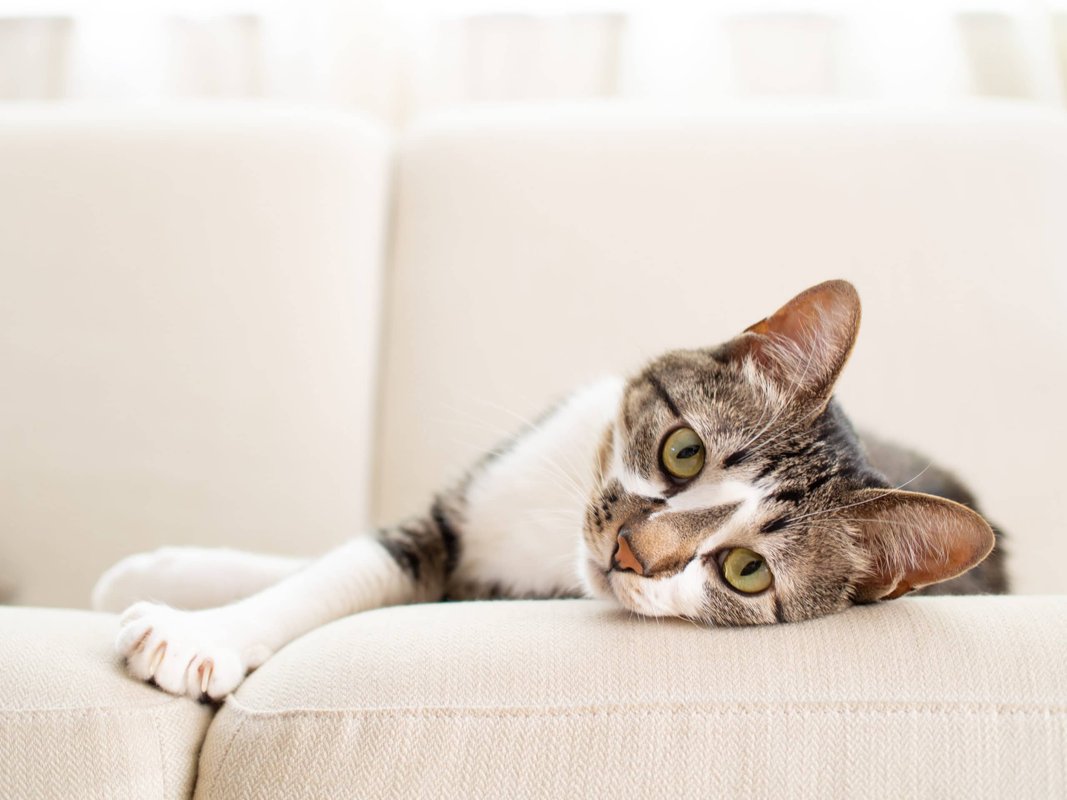 Praxis 7 Leben, Tierärztliche Katzenpraxis de Leuw