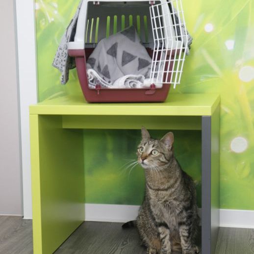 Praxis 7 Leben, Tierärztliche Katzenpraxis de Leuw