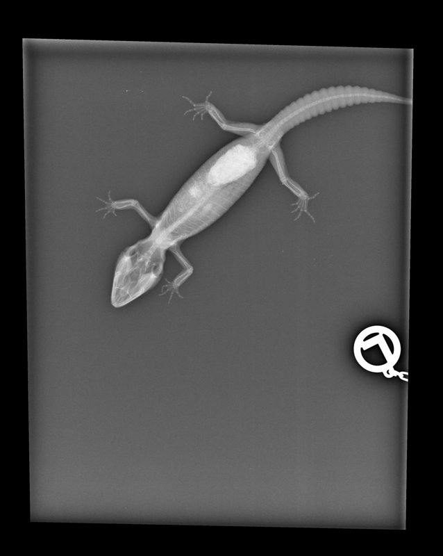 Tierarztpraxis Sternberg Kleintiere und Reptilien
