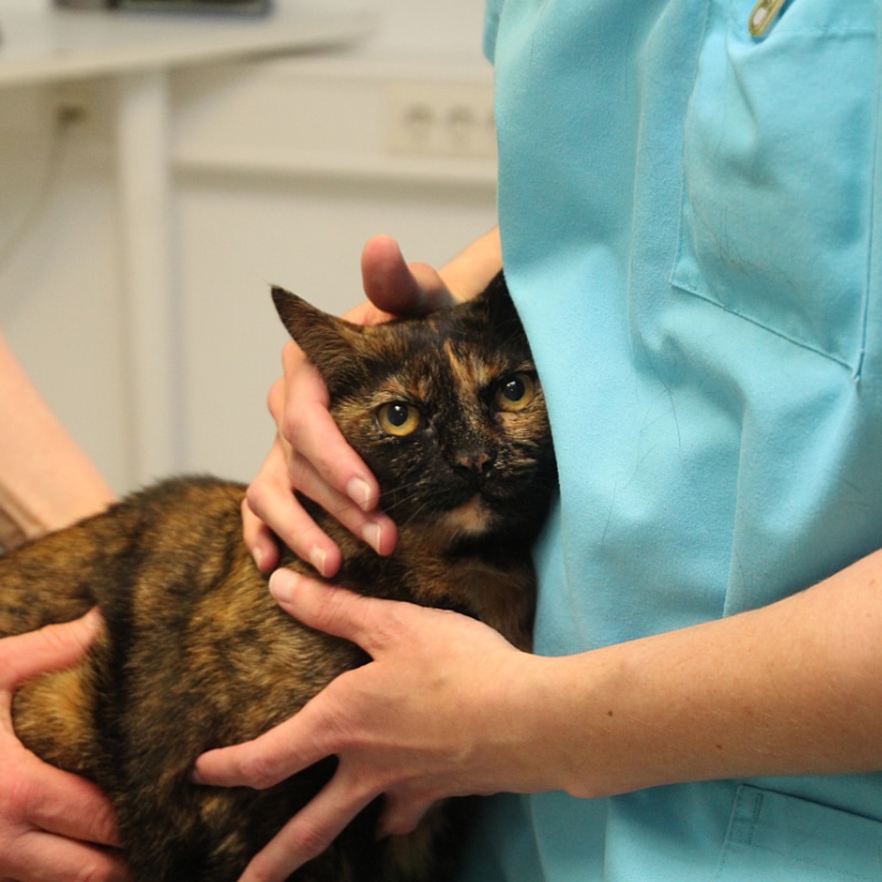 Dr. med. vet. Hellen Bammel Tierärztin