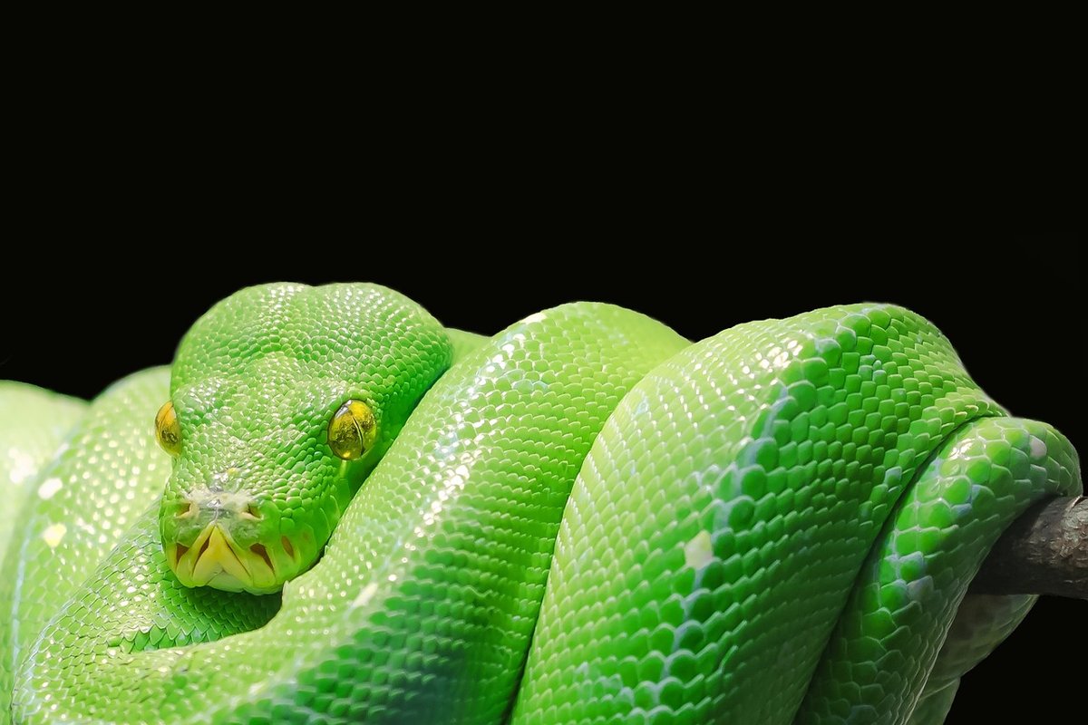 Tierarztpraxis Sternberg Kleintiere und Reptilien