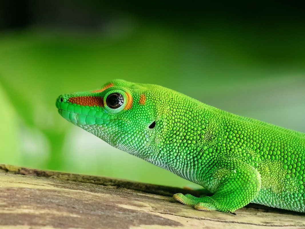 Tierarztpraxis Sternberg Kleintiere und Reptilien