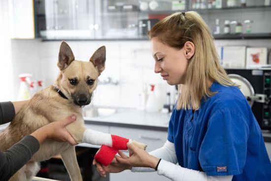 Tierklinik Leimental