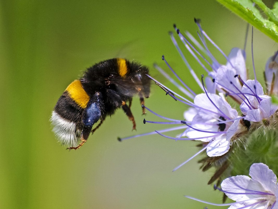 Rüdiger Hummel