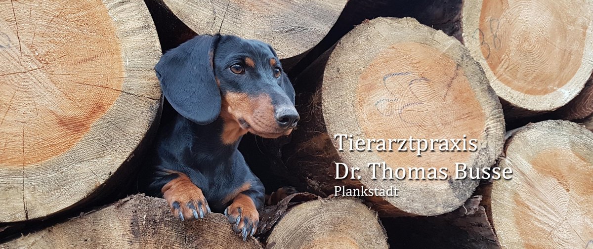 Tierarztpraxis Dr. Thomas Busse