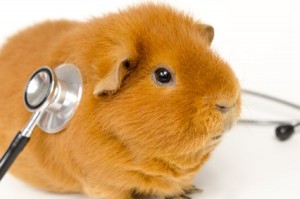 Dr.med.vet.S. Haberkern-Chatzis, Fachtierärztin für Klein-und Heimtiere