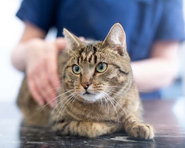 Tierklinik am Scheibenberg Preuß