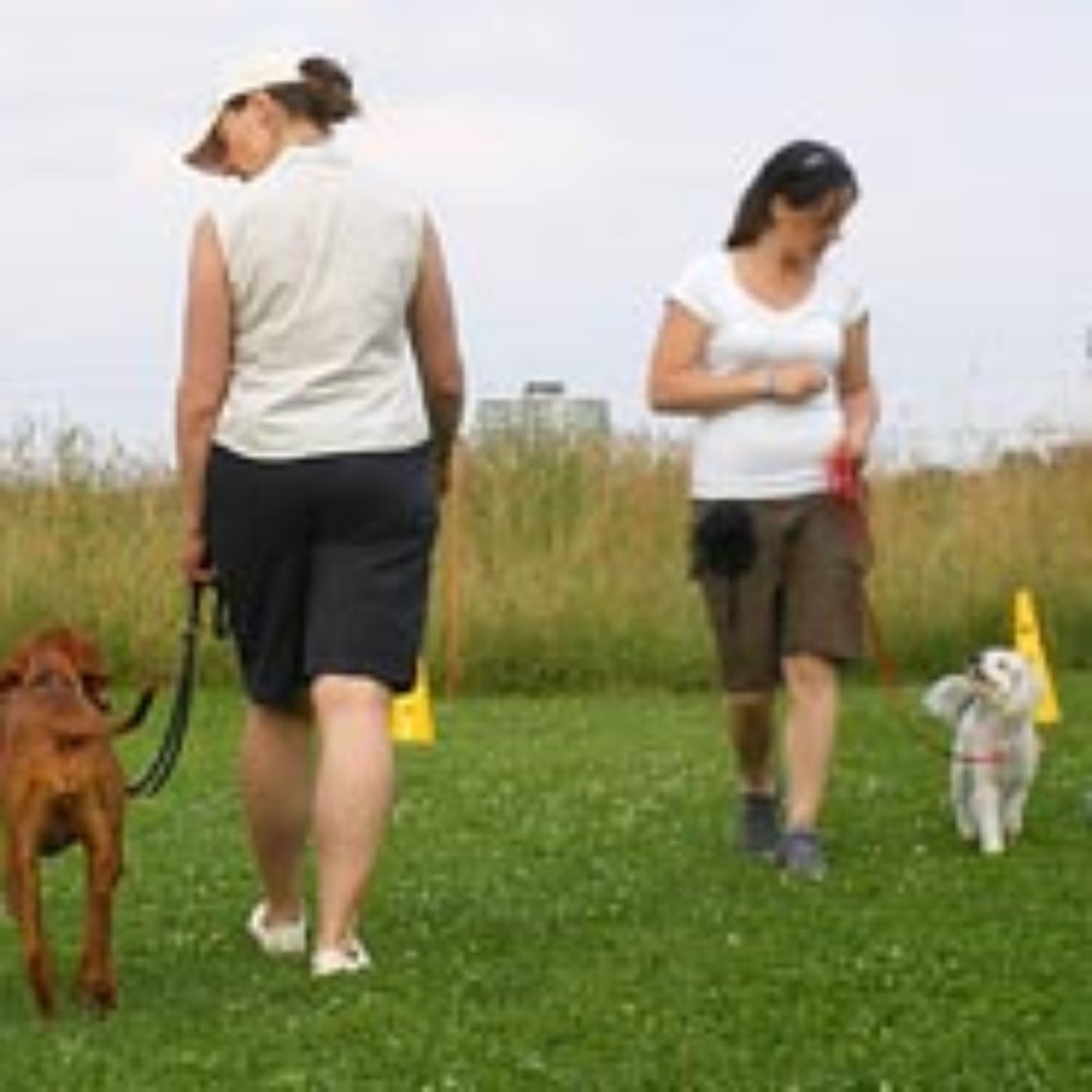 Dr.med.vet. Natalie Vorlaender Tierärztin