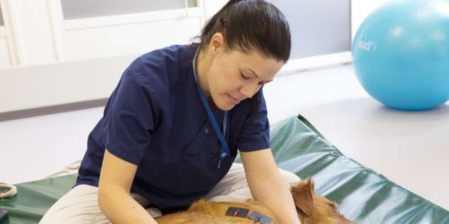 Tierklinik am Scheibenberg Preuß