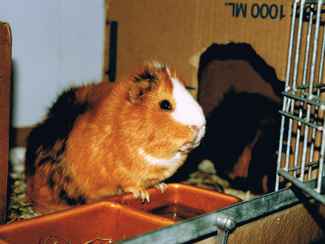 Tierklinik Rhenus AG