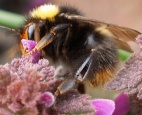 Rüdiger Hummel