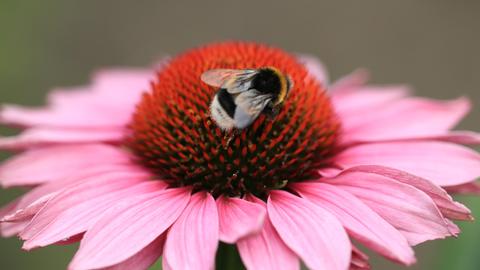 Rüdiger Hummel