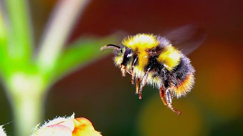 Rüdiger Hummel