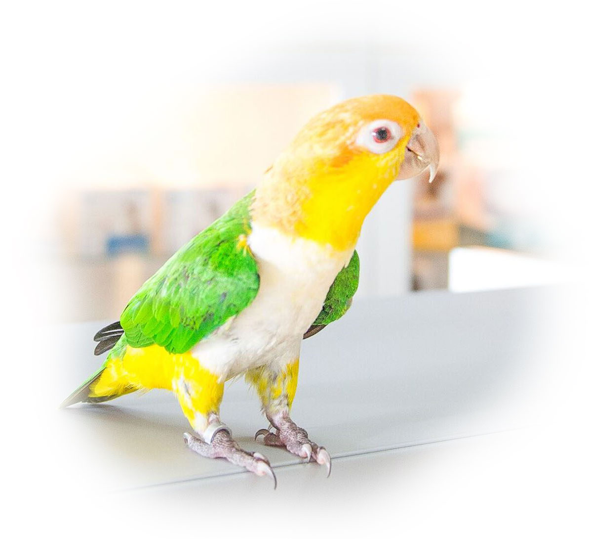 Tierärztliche Praxis für Kleintiere und Vögel