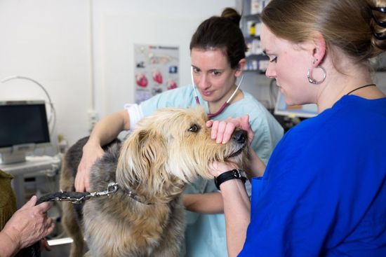 Tierklinik Leimental