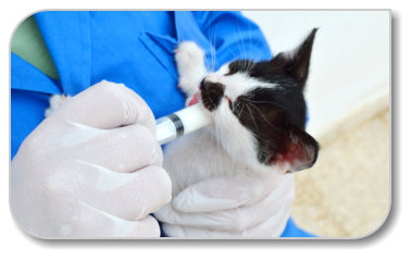 Kraft Annette Dr. med. vet. Tierärztin