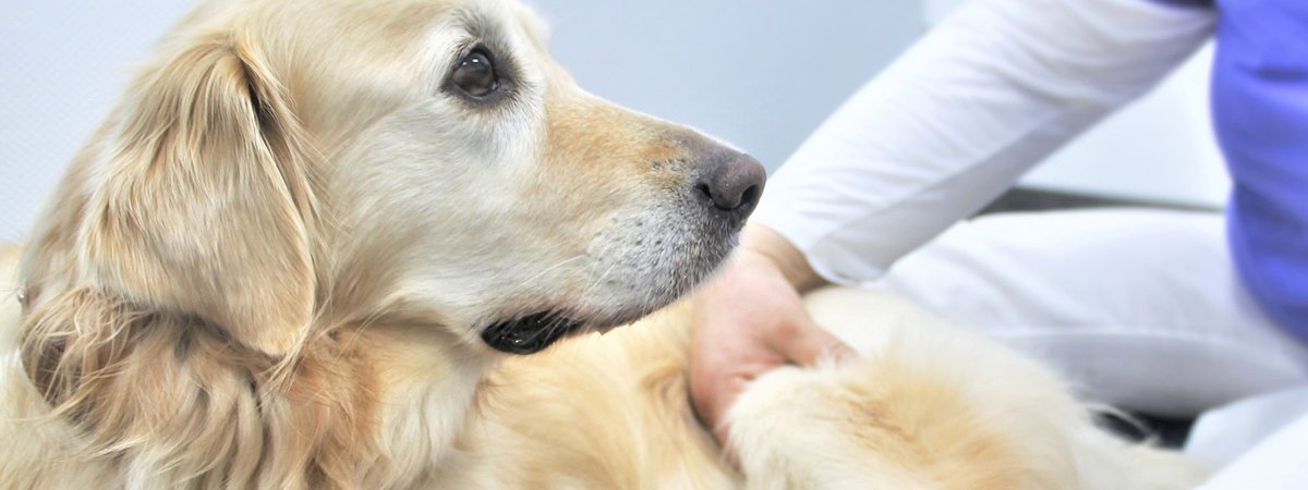 Kleintierklinik Frank