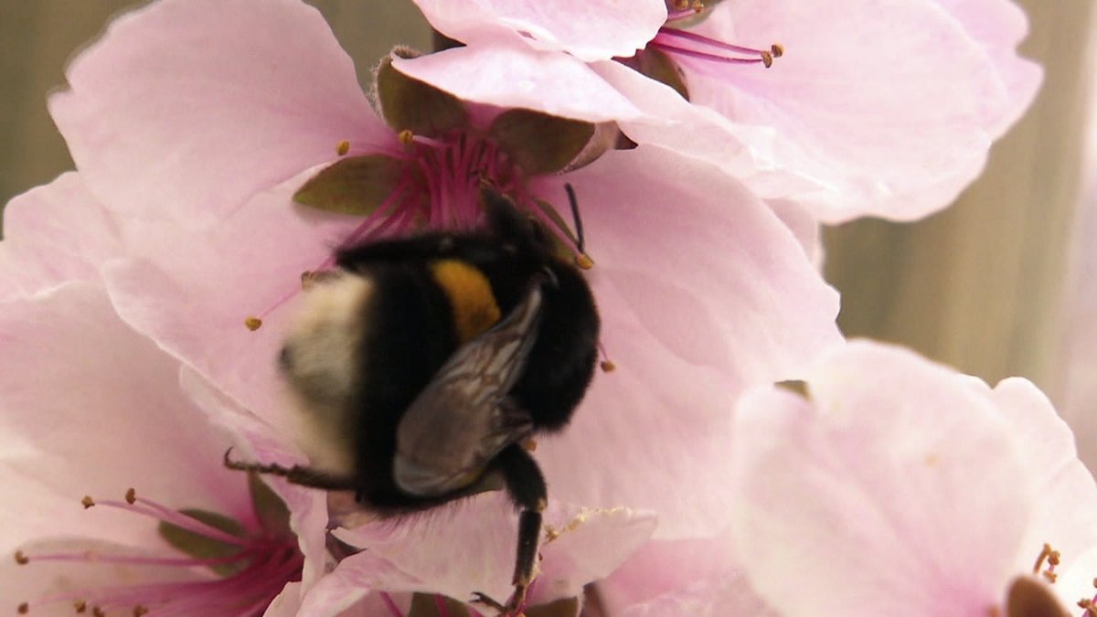 Rüdiger Hummel