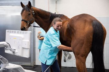 Tierklinik Leimental