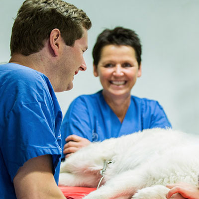 wintivets AG Tierklinik