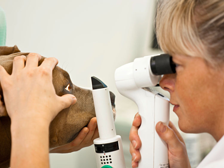 Tierärztliche Fachpraxis Dr. med. vet. Tanja Schlegel