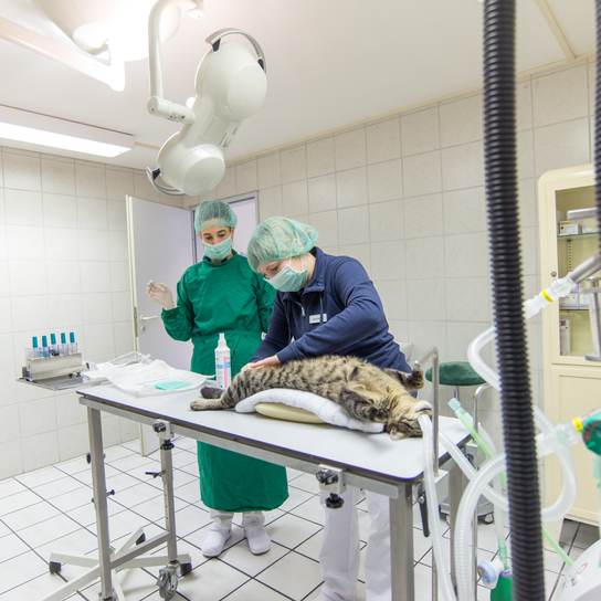 Tierklinik Ganal und Ewert