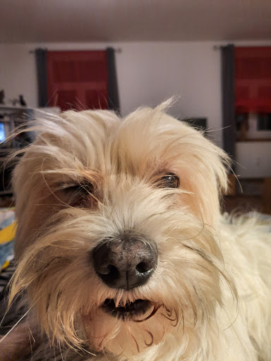 Dr.med.vet. Oliver Kräutle Tierarzt