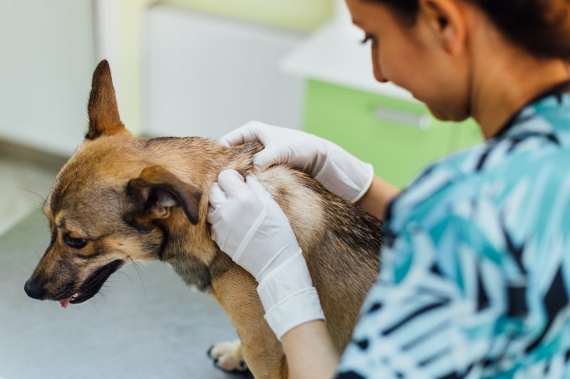 Zentrum für Tiergesundheit, Tierarztpraxis