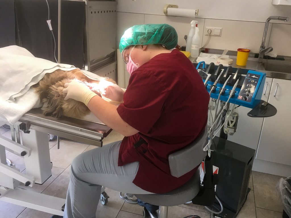 Dr.med.vet. Lioba Hoggenmüller