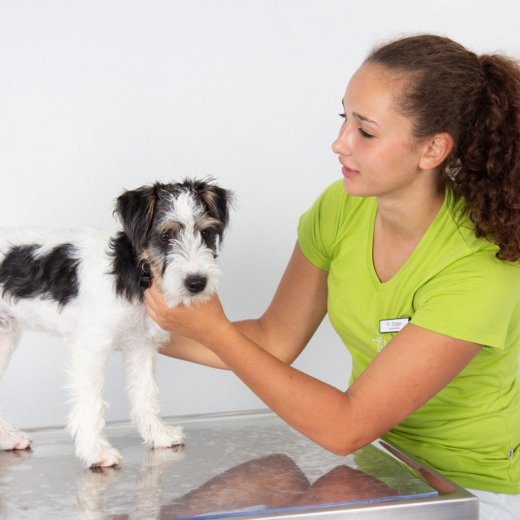 Tierklinik Dr. Reif