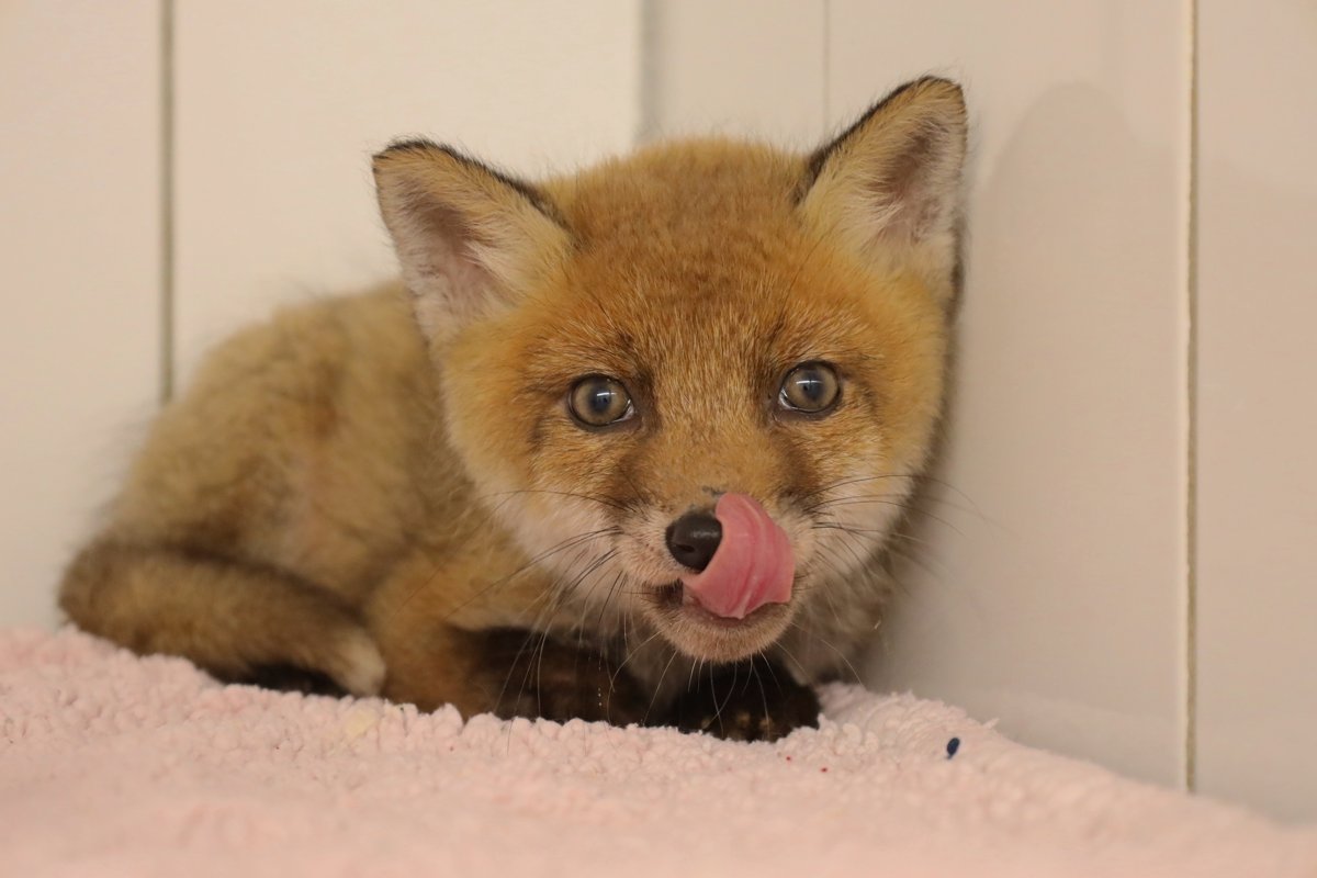 Tierklinik Blaichach