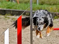 Tierklinik Rhenus AG