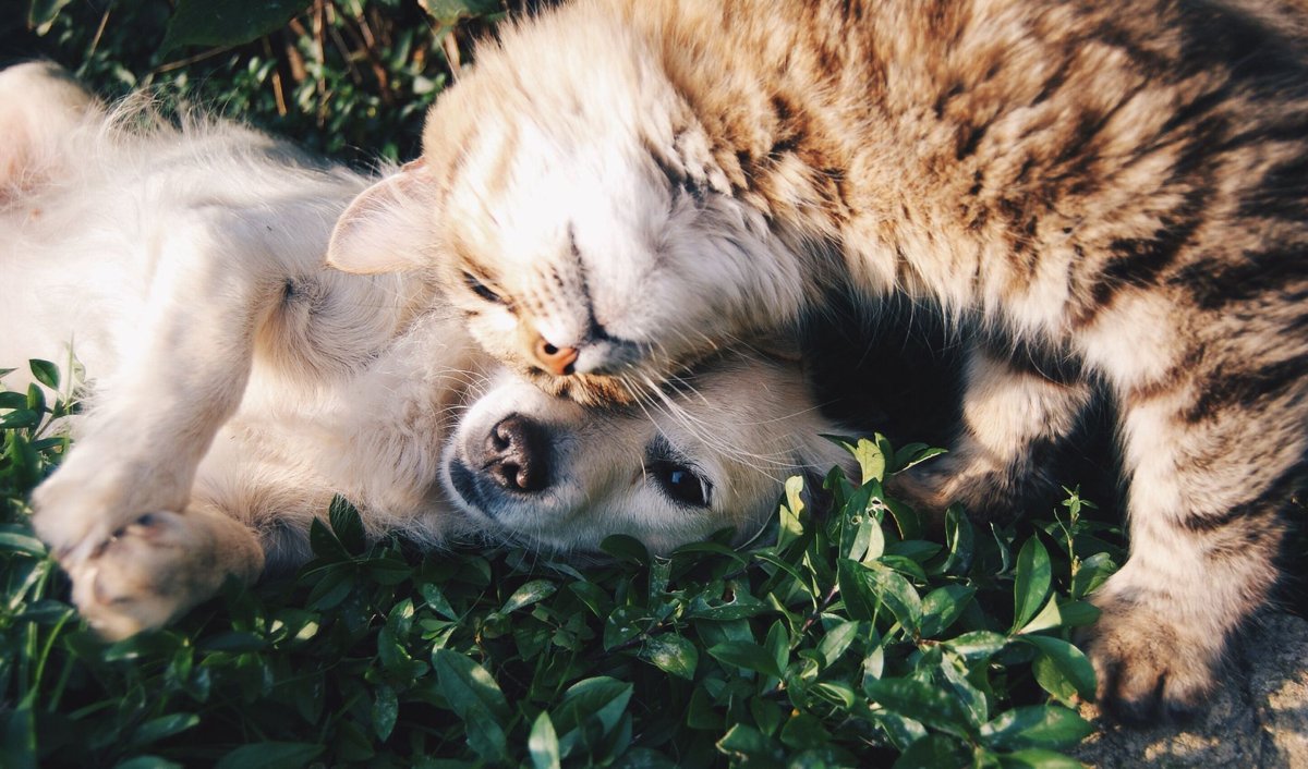 Praxis 7 Leben, Tierärztliche Katzenpraxis de Leuw