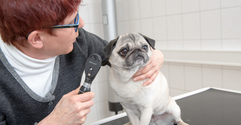 Karin Bührle Onlinesprechstunde für Hunde