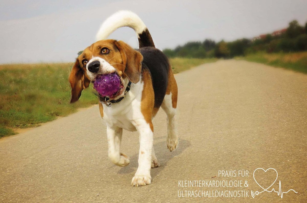 Praxis für Kleintierkardiologie & Ultraschalldiagnostik