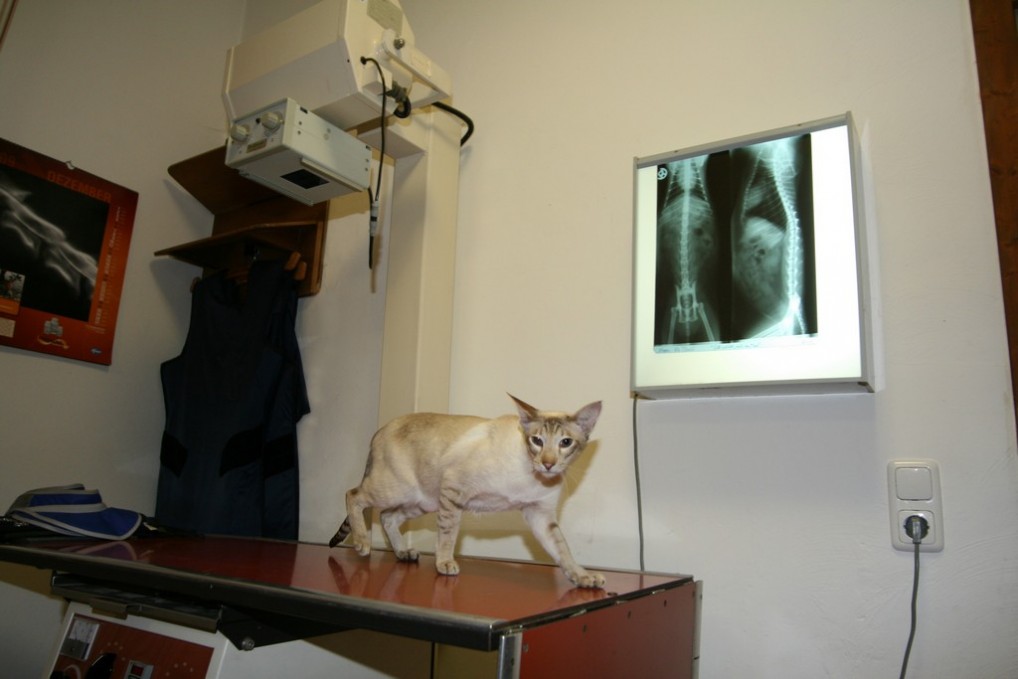 Dr.med.vet. Silke Bretzinger Tierärztin